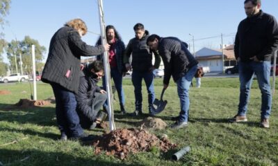 empleados municipales plantan un árbol en un paque de la ciudad de Neuquén.