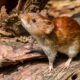 Hantavirus