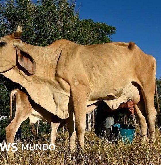El Niño causa crisis alimentaria en Corredor Seco centroamericano