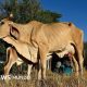 El Niño causa crisis alimentaria en Corredor Seco centroamericano